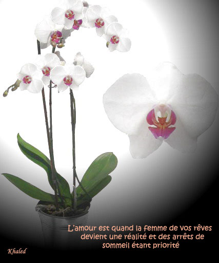 Orchid�e