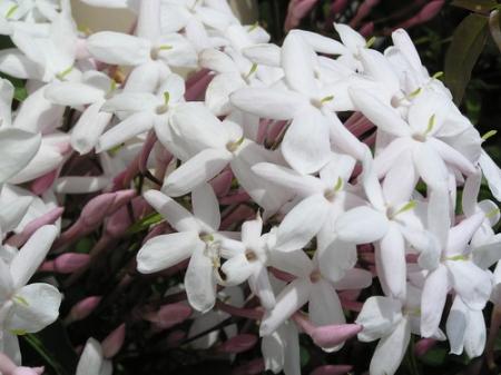 Le Jasmin et la Tunisie