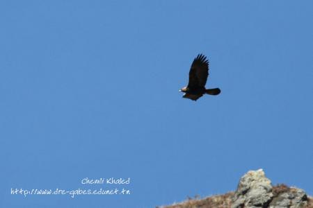 Aigle royal _ Poule de grenier